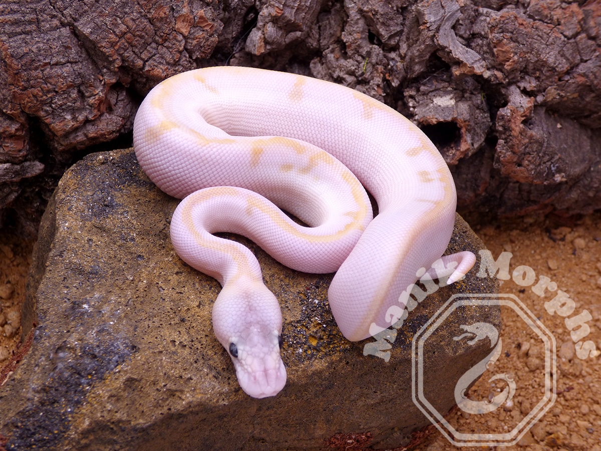 Butter Champagne Pastel Ball Python by Manik Morphs - MorphMarket