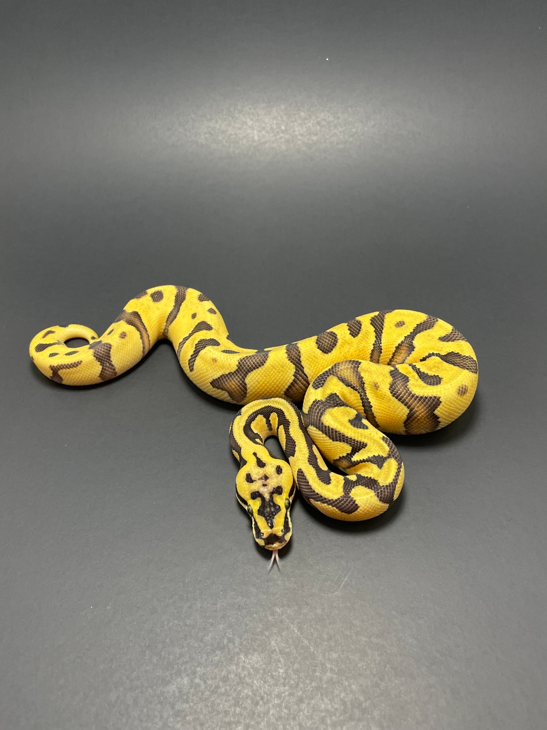 Pastel Super Enchi 66% DH Hypo/Clown Ball Python by Dan Reptiles ...