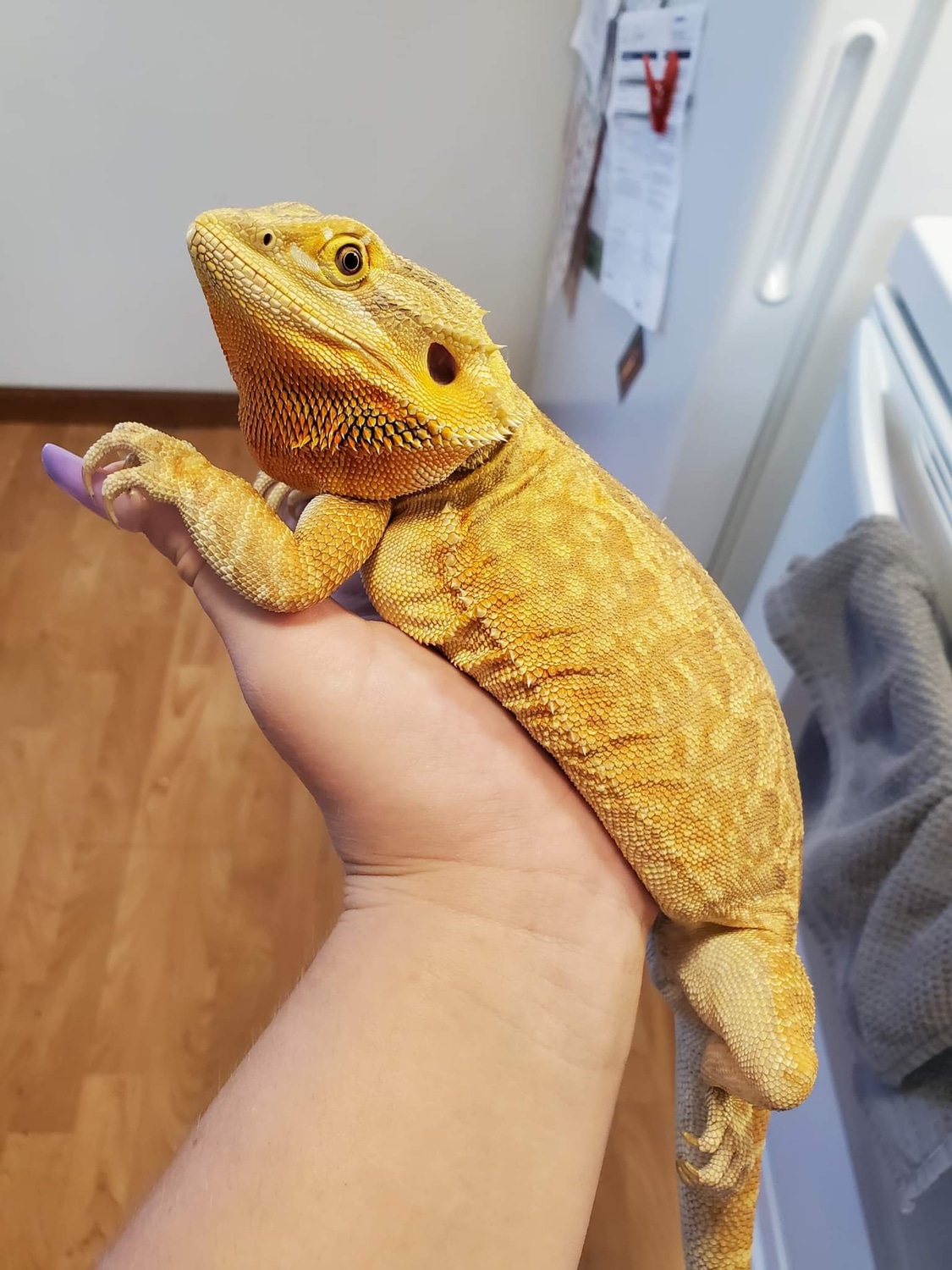 Hypo Leatherback **350 Shipped Central Bearded Dragon by Fire Nation