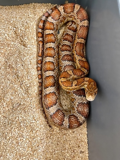 Okeetee Het Scaleless Adult Breeder! FREE SHIPPING Corn Snake by ...