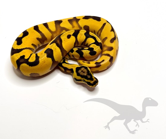 Pastel Orange Dream Enchi YB DOUBLE Het Clown Pied 50% GCR
