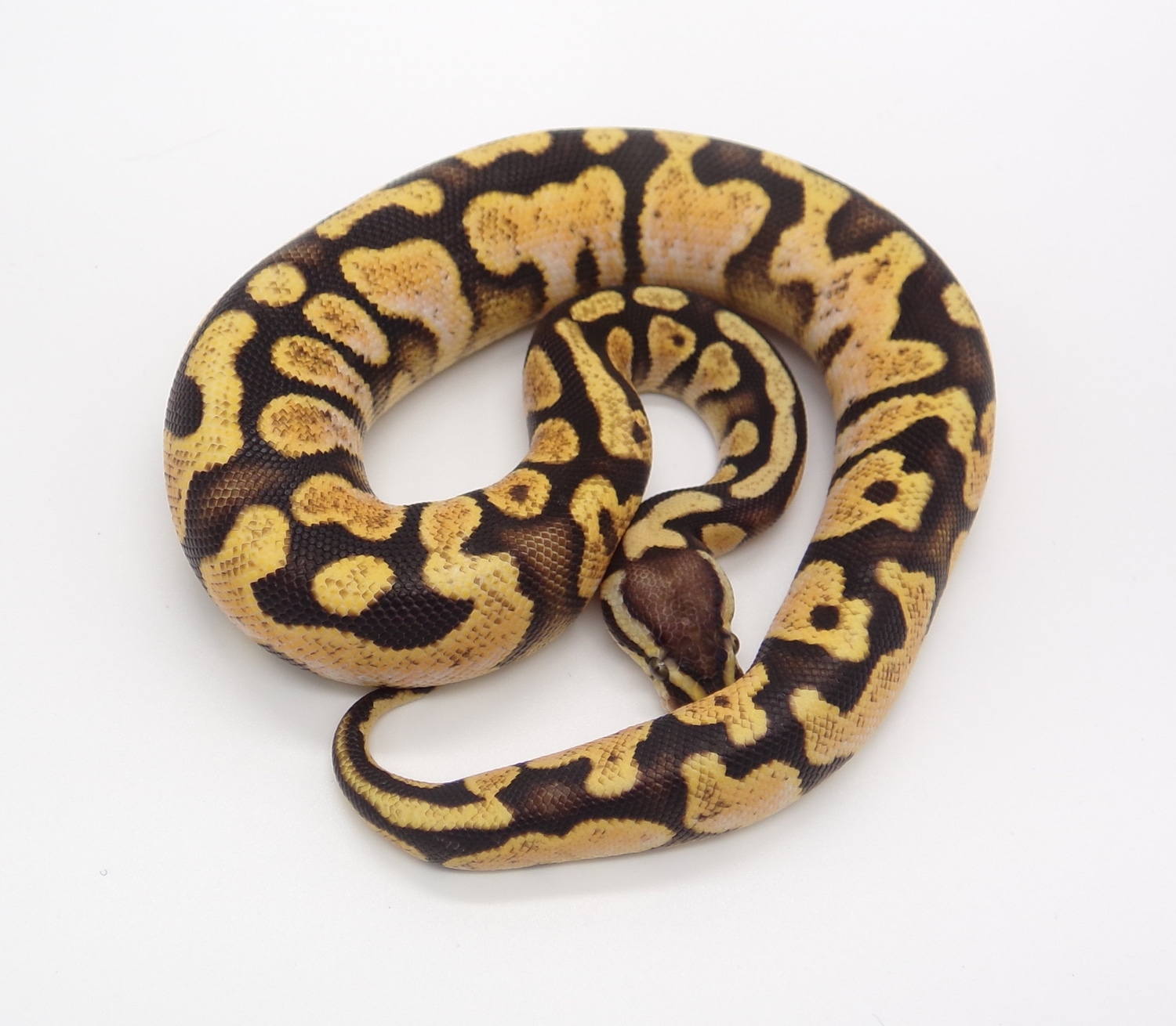 Pastel Sugar Ball Python by Maple City Morphs - MorphMarket