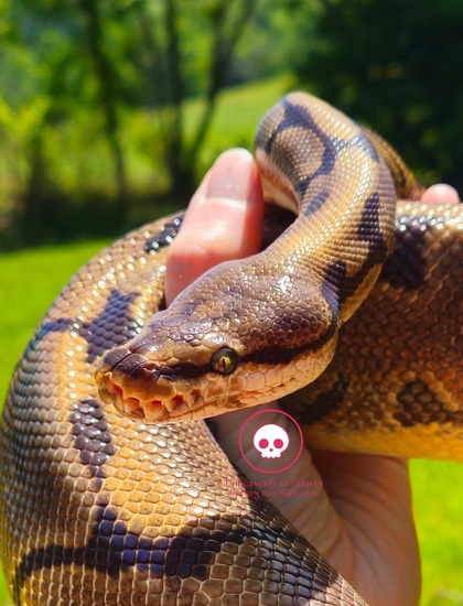 Leopard Spider Ball Python Leopard Spider Ball Python by Unheavenly Creatures
