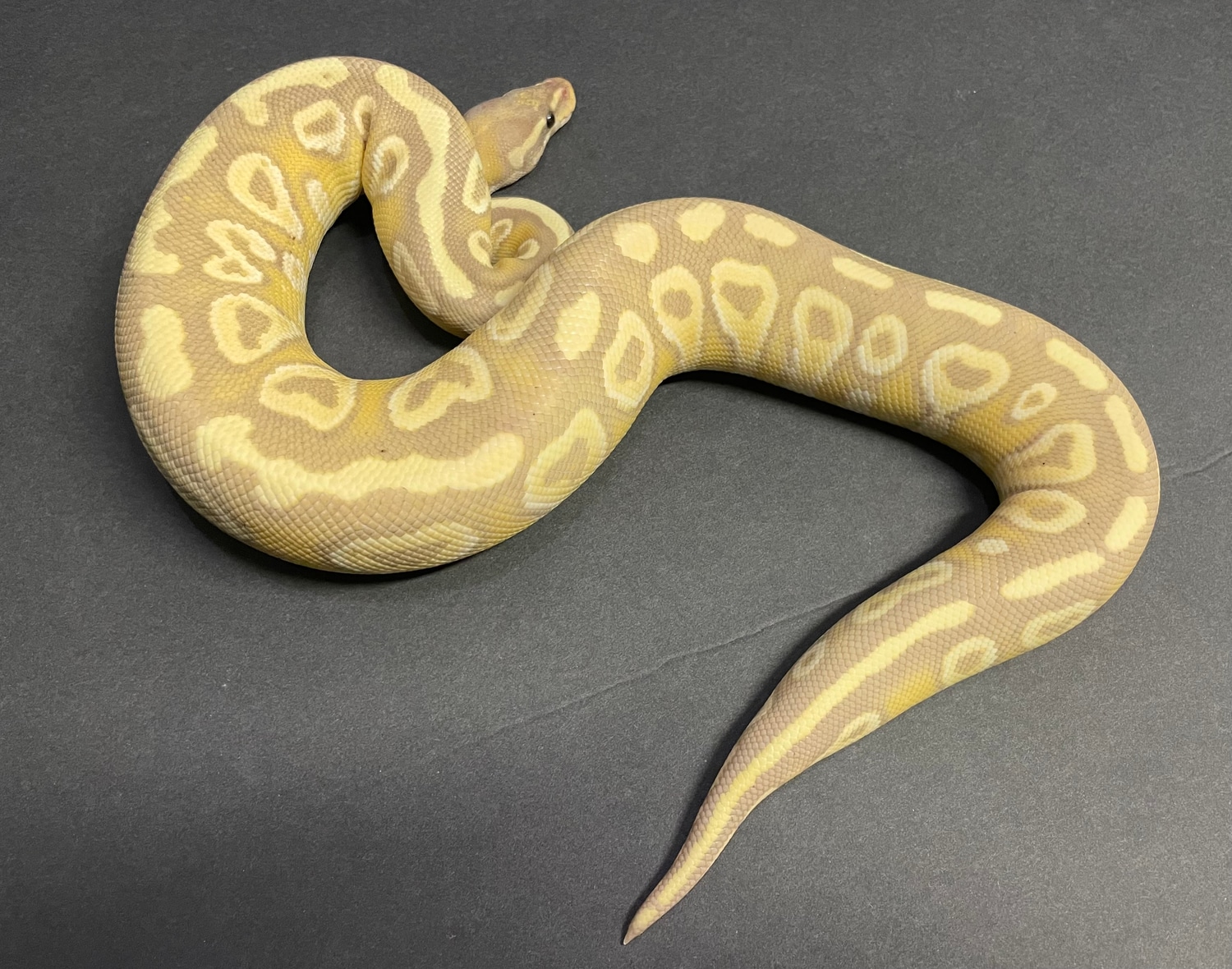 Banana Mojave Yellowbelly Poss Het Hypo Ball Python by Marbleized