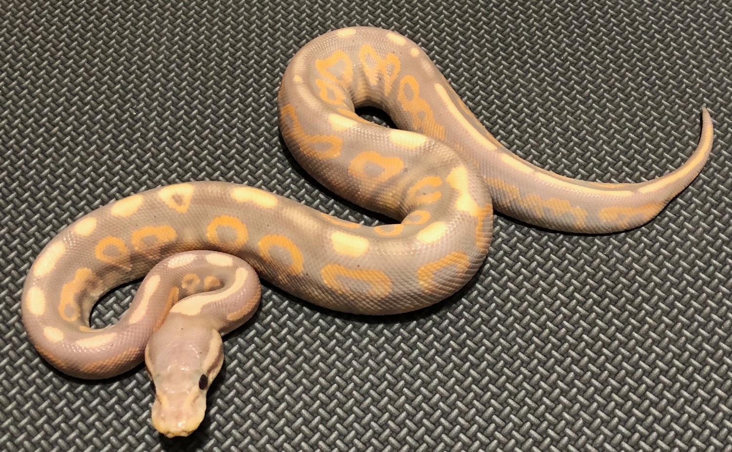 Banana Cinnamon Yellowbelly Or Gravel Ball Python by Marc Bailey