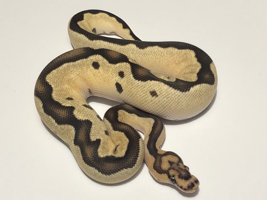 *no reserve* fire orange dream clown ball python by... Fire Orange Dream Clown Ball Python by Marc Bailey Reptiles