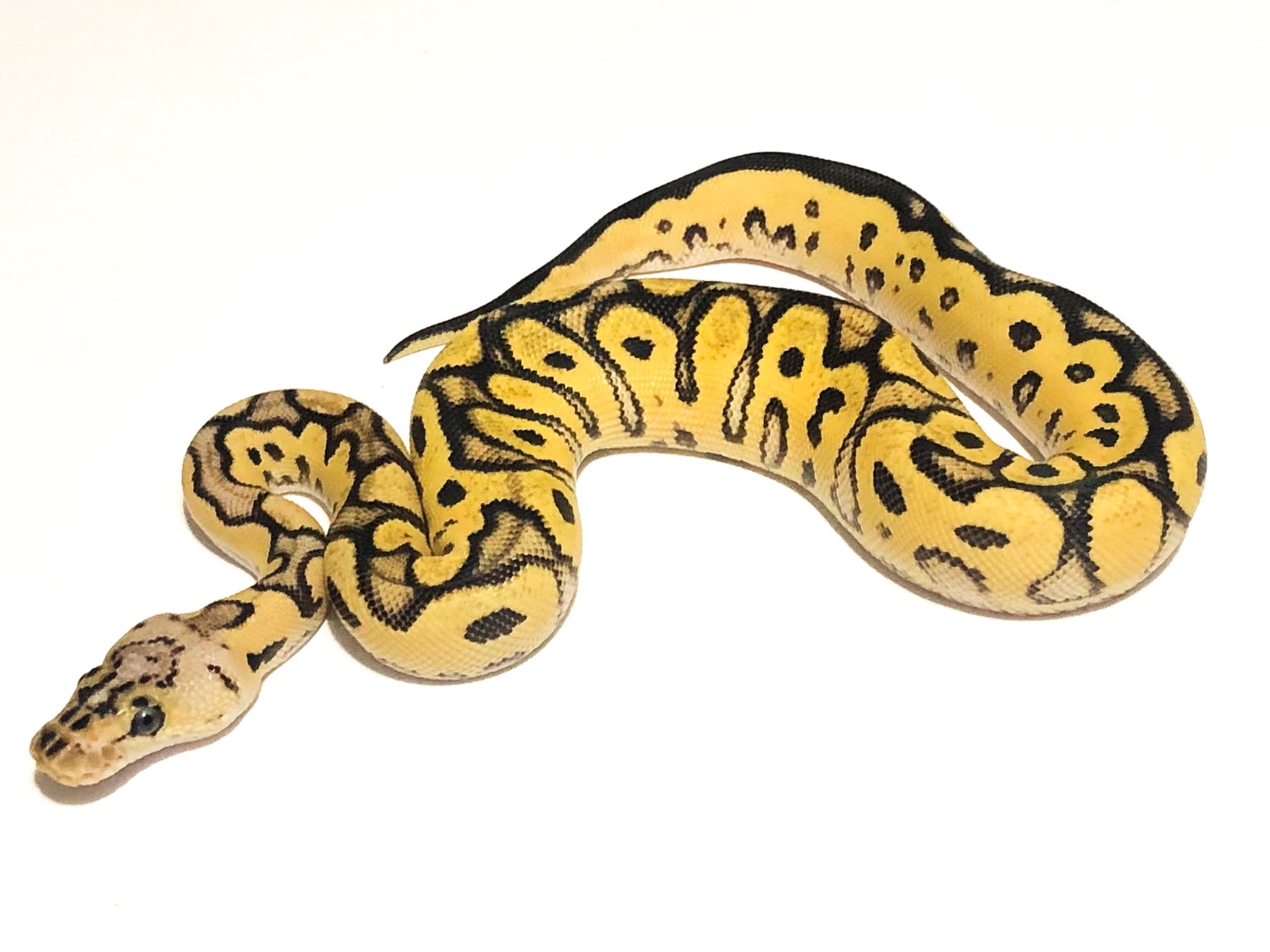 Pastel Orange Dream Yellowbelly Clown Ball Python by Marc Bailey ...