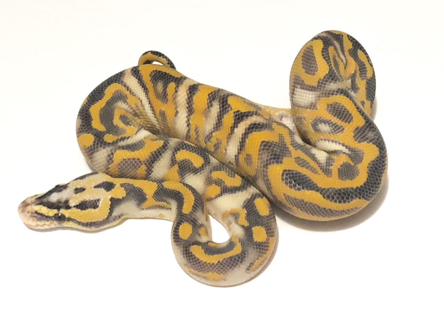 Pastel Enchi Leopard Highway Ball Python by Marc Bailey Reptiles
