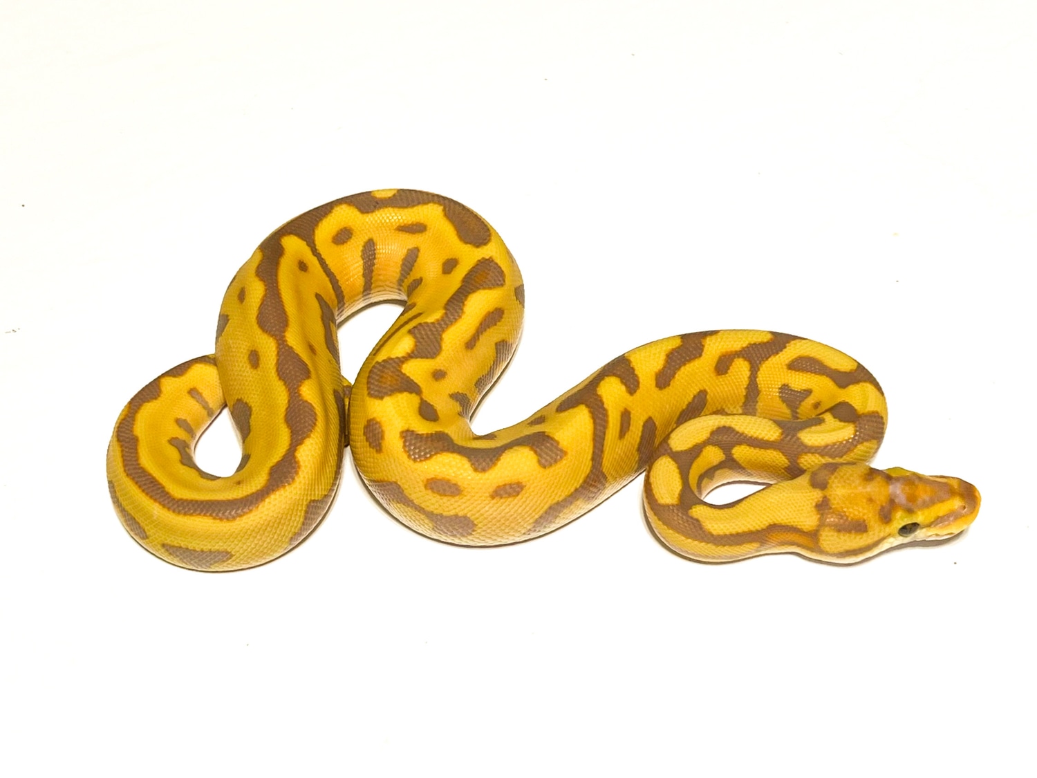 Orange Dream Banana Batman Ball Python by Marc Bailey Reptiles