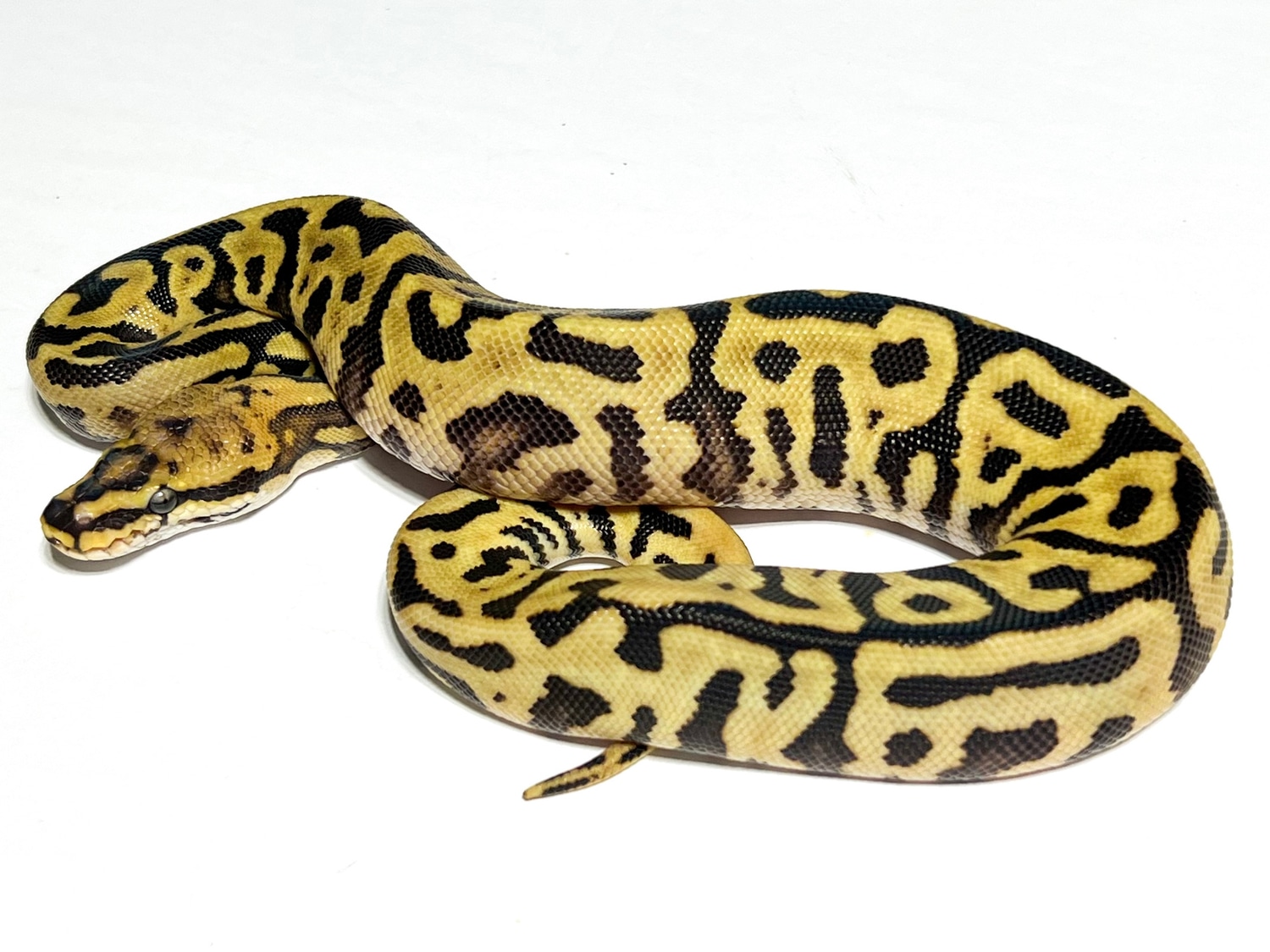 Spotnose Leopard Fire Het Clown Het Desert Ghost Ball Python by Marc ...