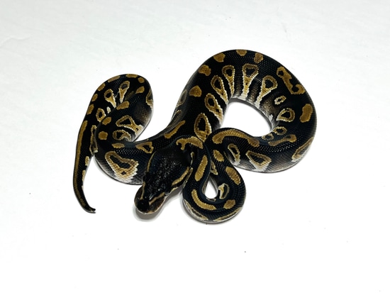 Blackhead Raven Het Clown Ball Python by Marc Bailey Reptiles