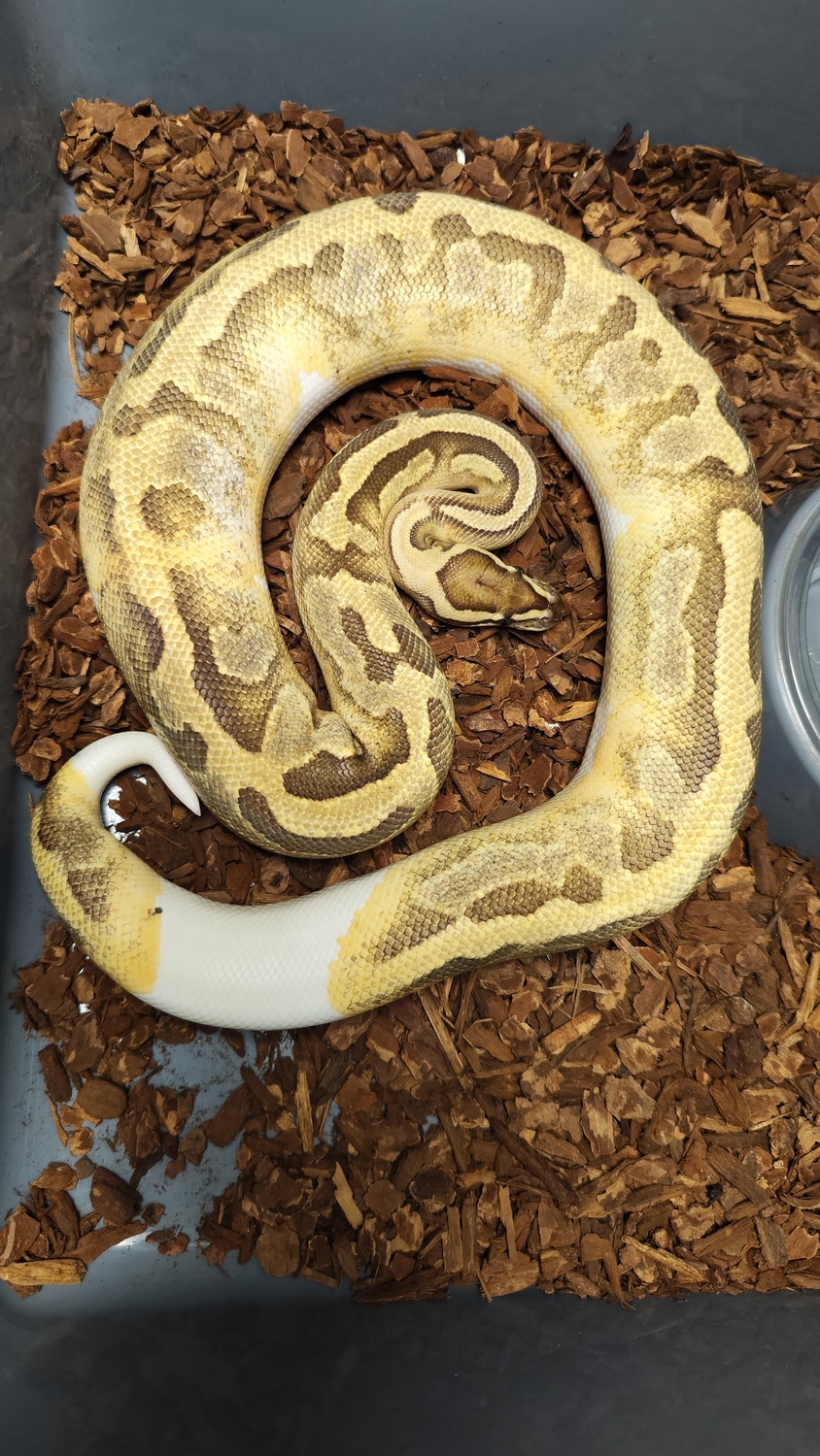 Enchi Fire Pied 100 % Het Dreamsicle Ball Python by Marcel Ebner ...