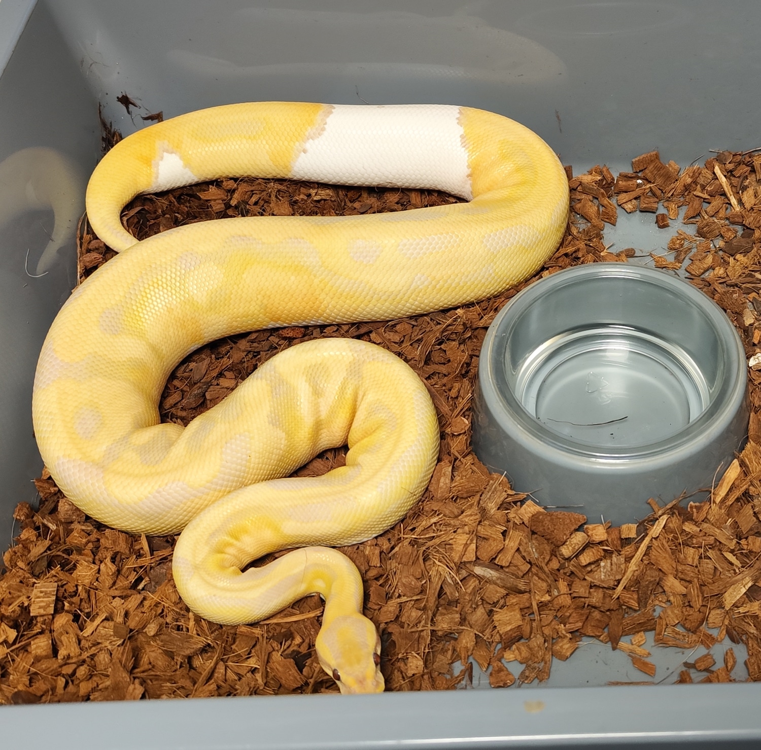 Dreamsicle Ball Python by Marcel Ebner - MorphMarket