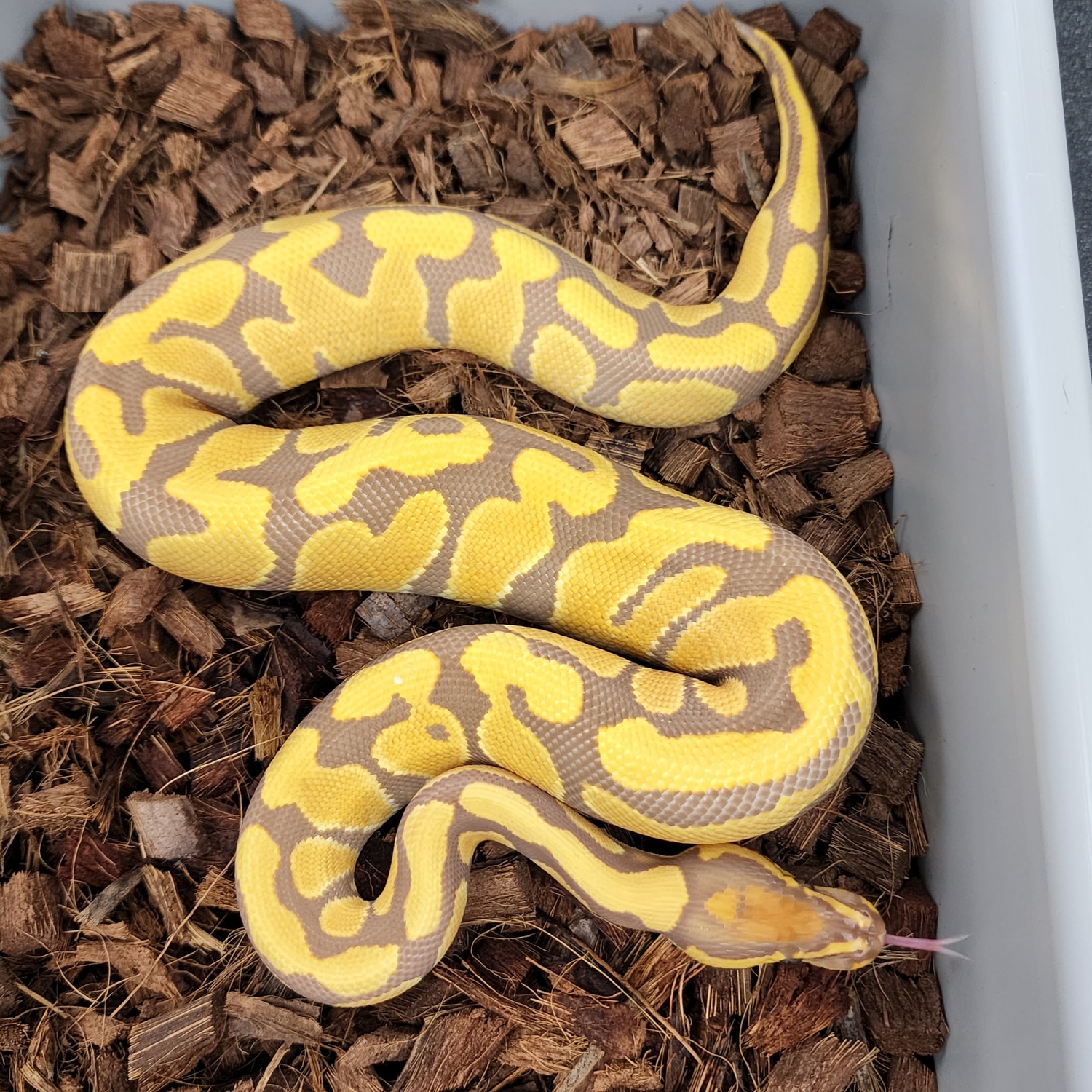 Yellow Belly Ultramel Ball Python by Marcial Mendez - MorphMarket