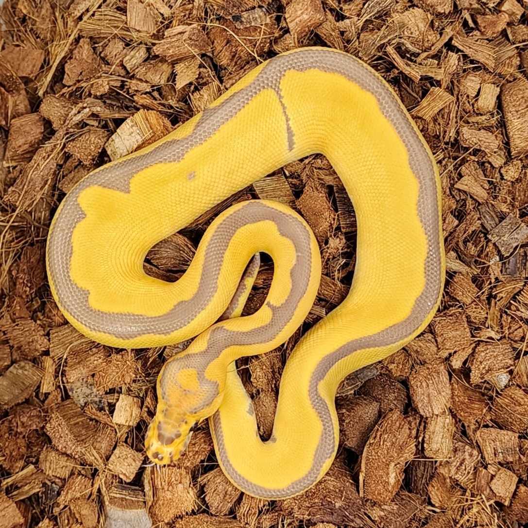 Reduced Pattern Ultramel Clown Pos Het Caramel Ball Python by Marcial ...