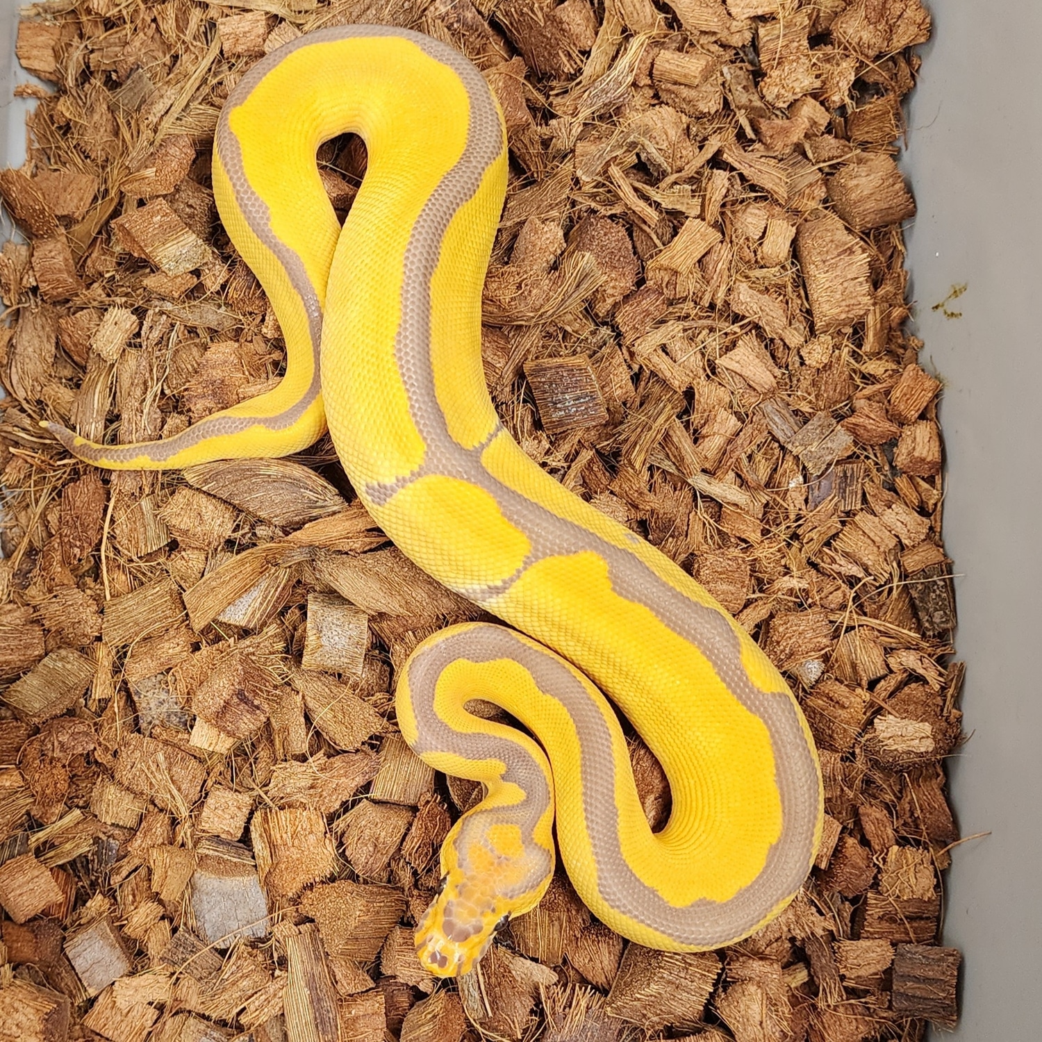 Reduced Pattern Ultramel Clown Pos Het Caramel Ball Python by Marcial ...