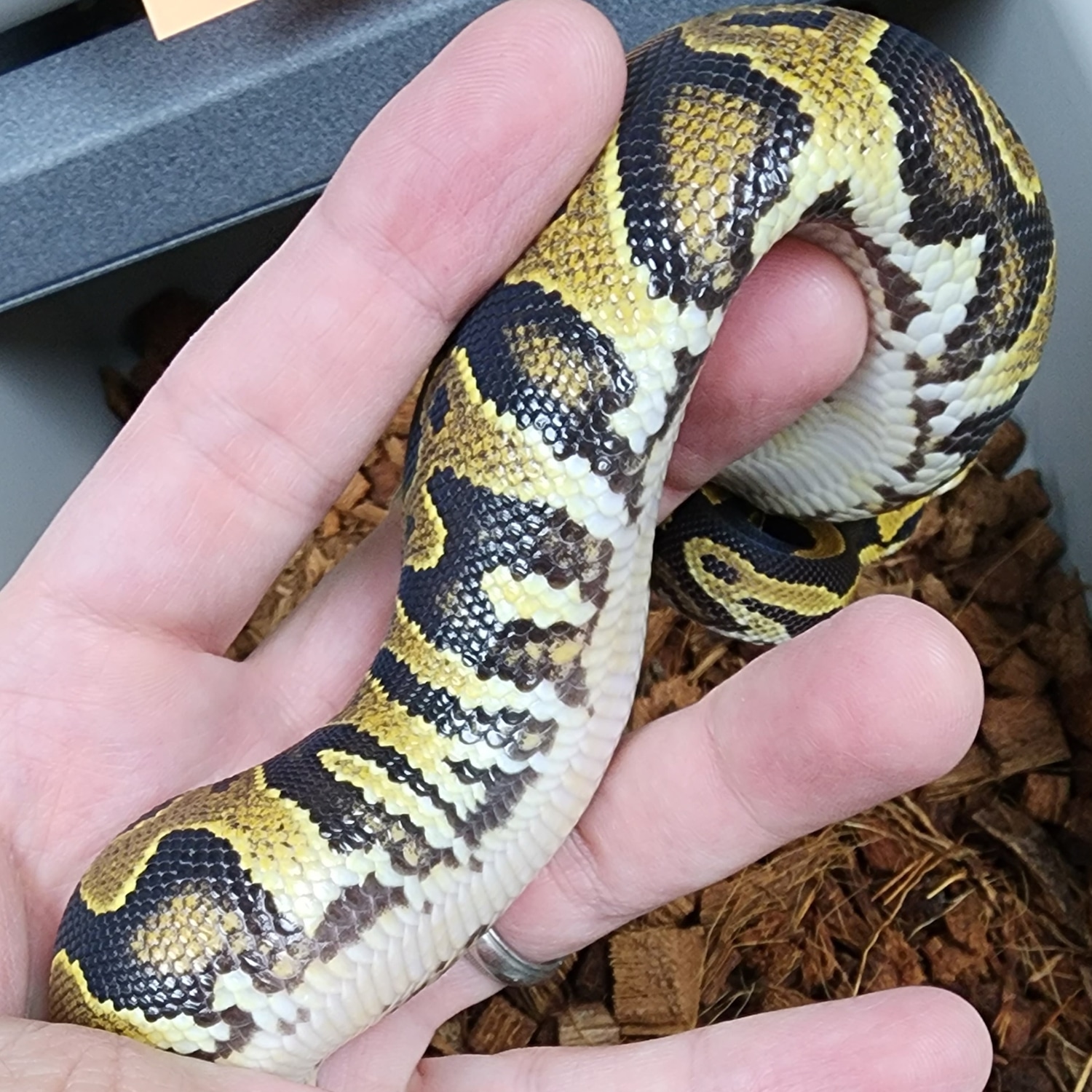 Blackhead Yellow Belly Double Het Ultramel Clown Pos Het Caramel Ball