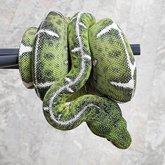 Amazon Basin Emerald Tree Boa Amazon Basin Tree Boa by Red Mountain
