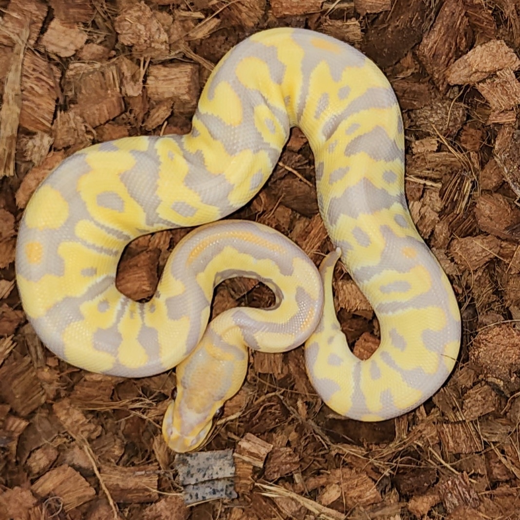 Camarillo Crypton Ball Python by Marcial Mendez - MorphMarket
