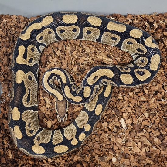 Triple Het Ultramel Clown Caramel Ball Python by Red Mountain ...