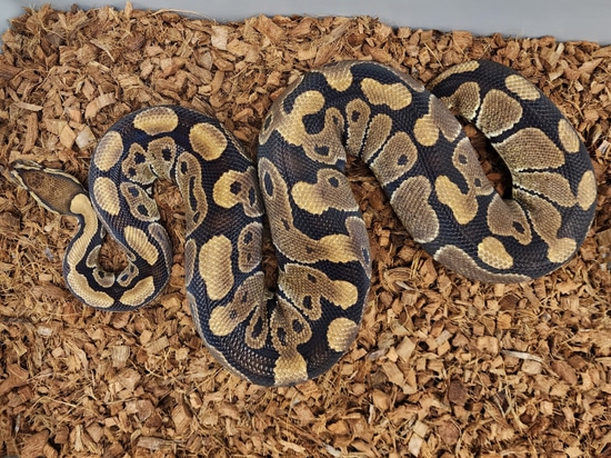TH Ultramel Clown Caramel Ball Python by Red Mountain Herpetoculture