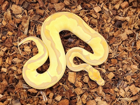 Enchi Ultramel Clown 66% Caramel Ball Python by Red Mountain Herpetoculture