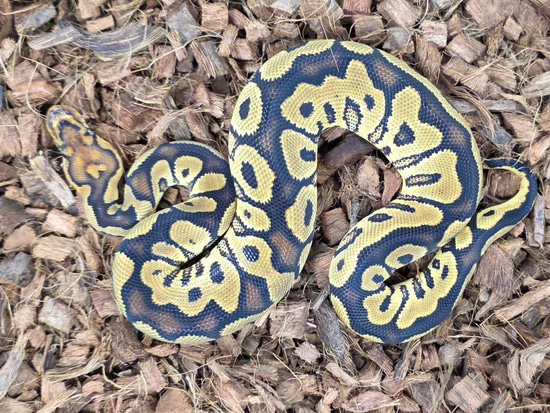 YB Or Gravel Clown Het Ultramel PH Caramel Ball Python by Red Mountain ...