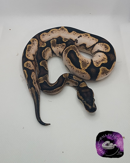 Calico Enchi Ball Python by Ball Python's Genetic
