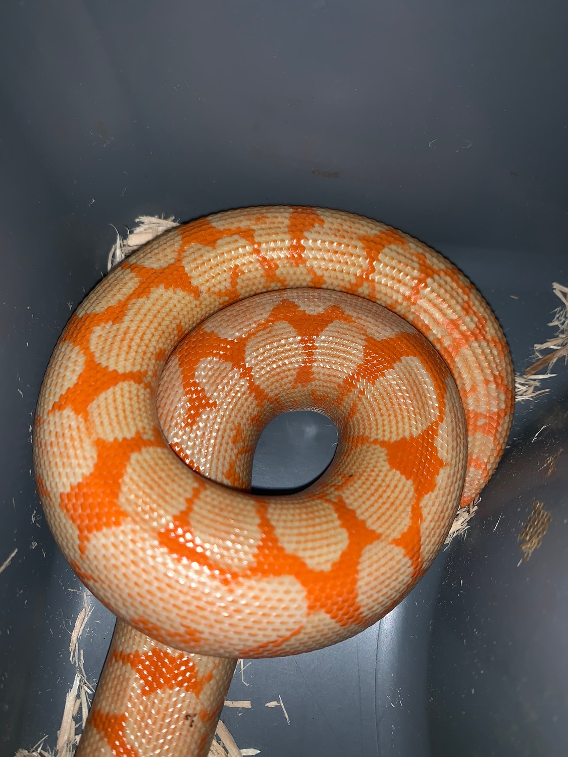Kenyan Sand Boa Litter 3 by Marc X Silver Quality Kenyan Sand Boas