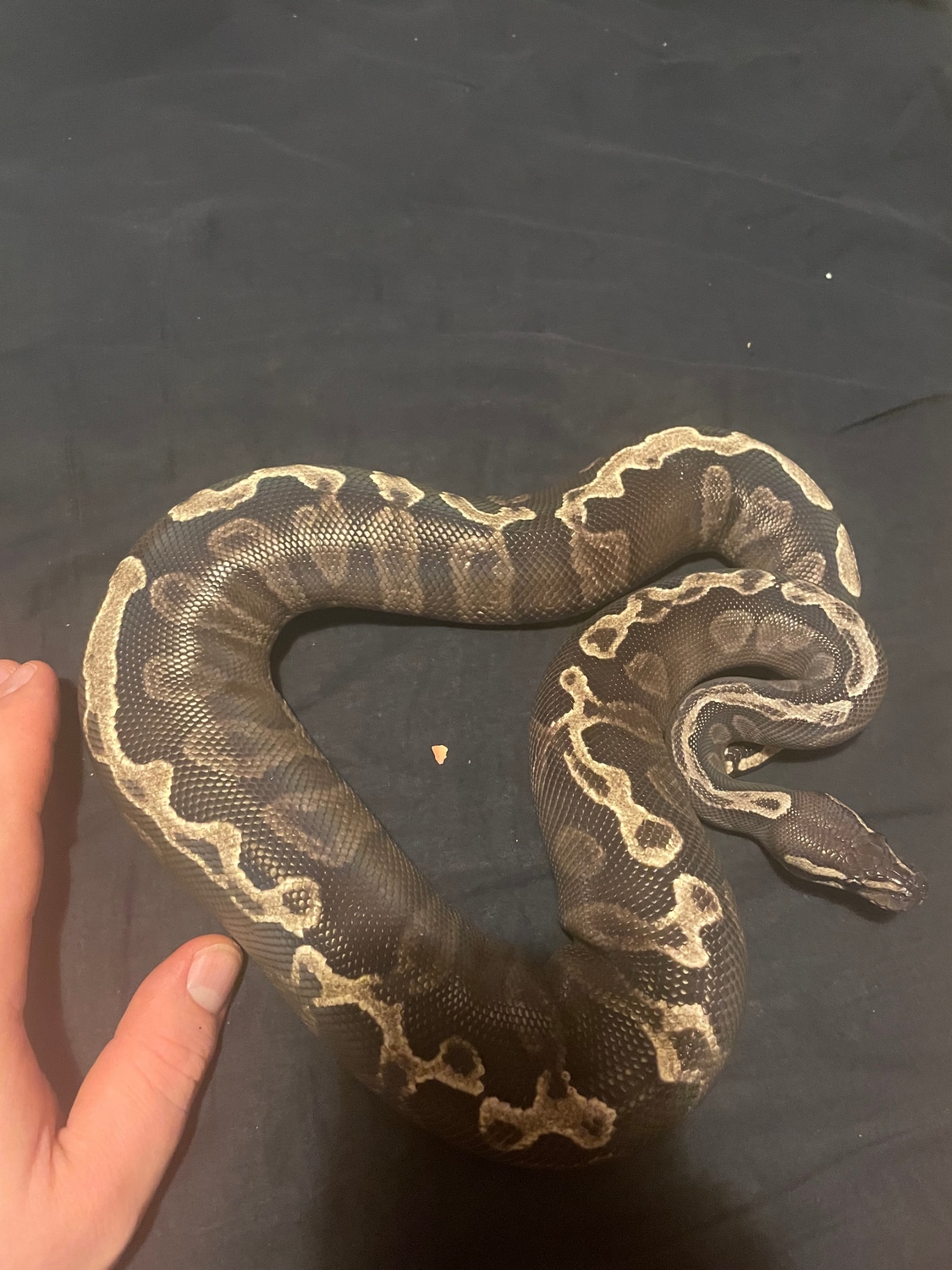 Ghi Mojave Ball Python by Mad Ball - MorphMarket