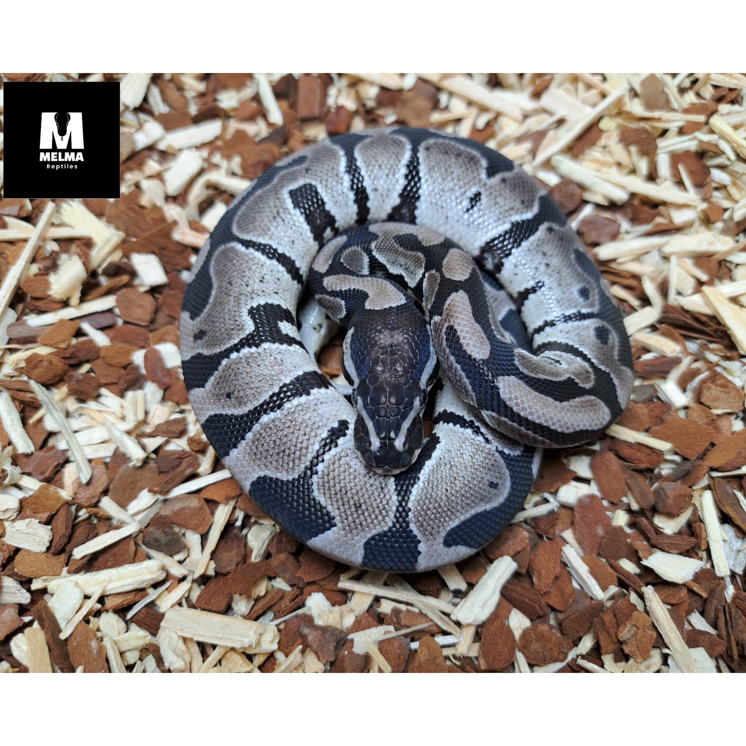 20221201 Axantic Het Lavender Ball Python by Melma_Reptiles - MorphMarket