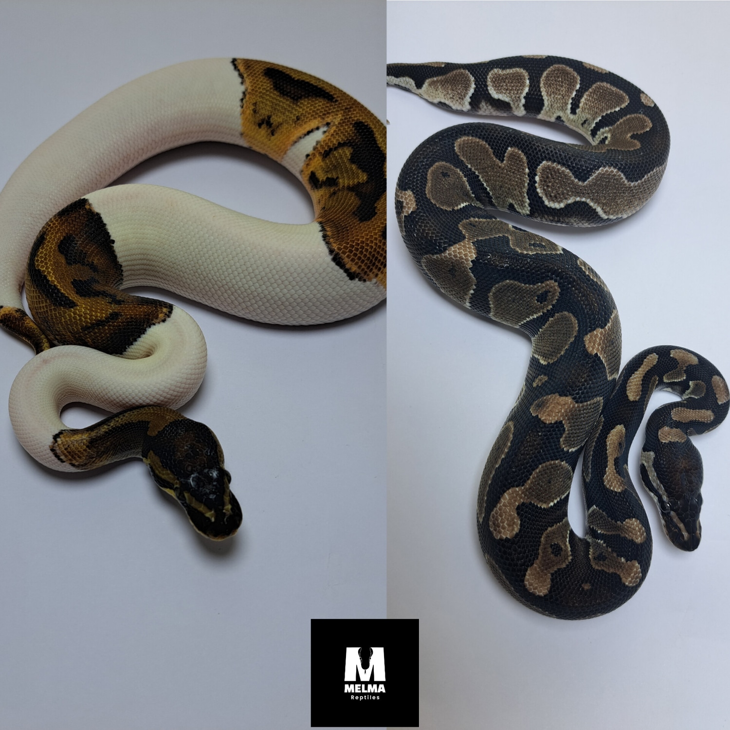 Lighting Pied Project Ball Python by Melma_Reptiles - MorphMarket