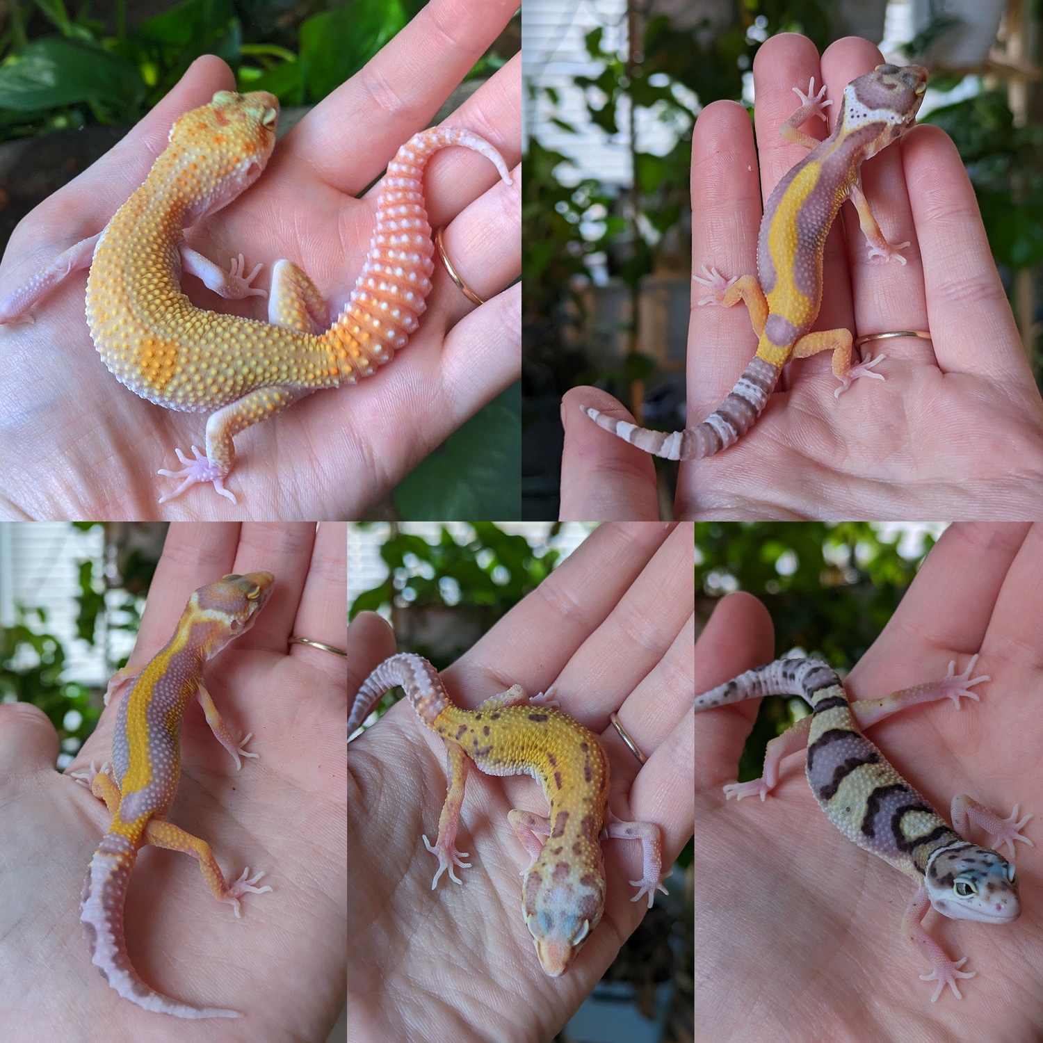 K&C Geckos