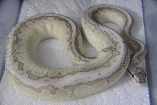 Emperor Pin Vpi Axanthic Ball Python by Mario's Morphs