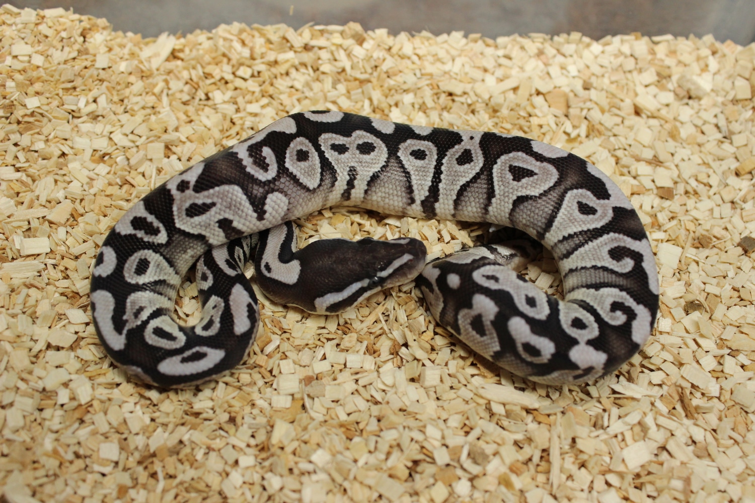 Mojave Vpi Axanthic Ball Python by Mario's Morphs - MorphMarket