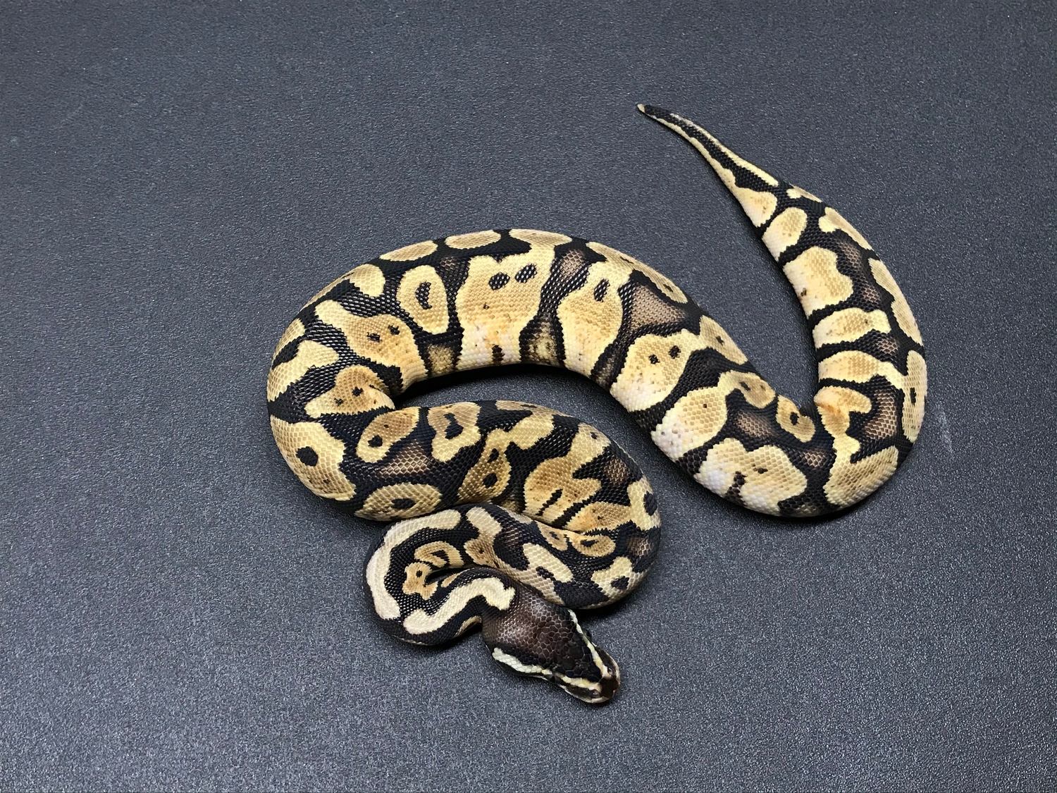 Pastel Sugar Ball Python by Mario's Morphs - MorphMarket