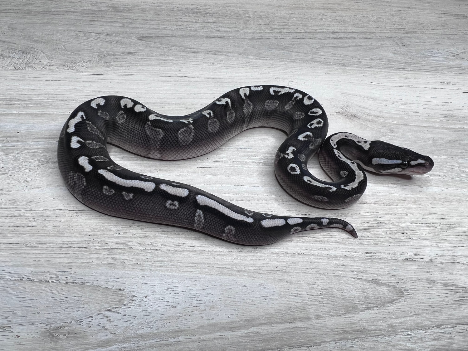 Ghi Mojave Vpi Axanthic Ball Python by Mario's Morphs - MorphMarket
