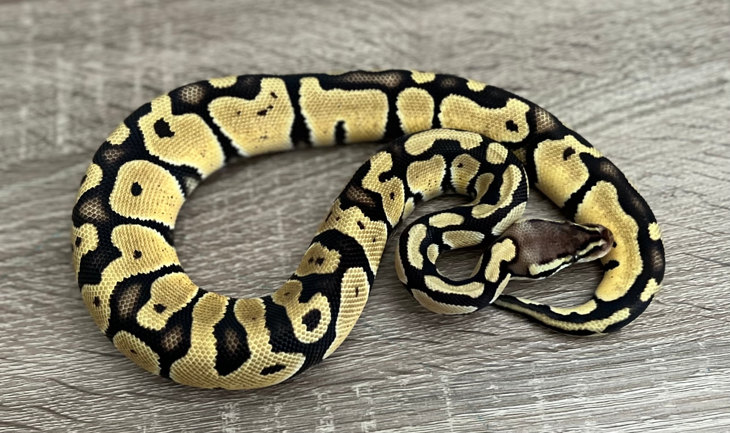 Pastel Het Vpi Axanthic Ball Python by Mario's Morphs - MorphMarket