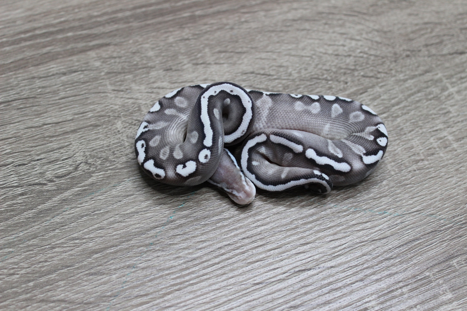 Pastel Ghi Mojave Axanthic Ball Python by Mario's Morphs - MorphMarket