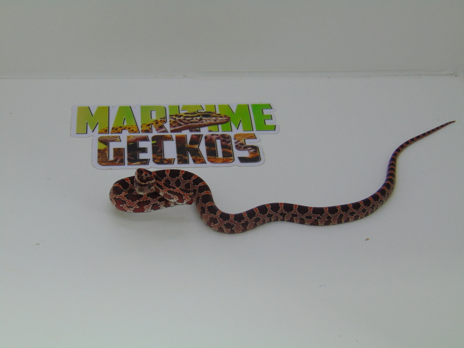 Het Amel & Anery Okeetee Corn Snake by Maritime Geckos - MorphMarket