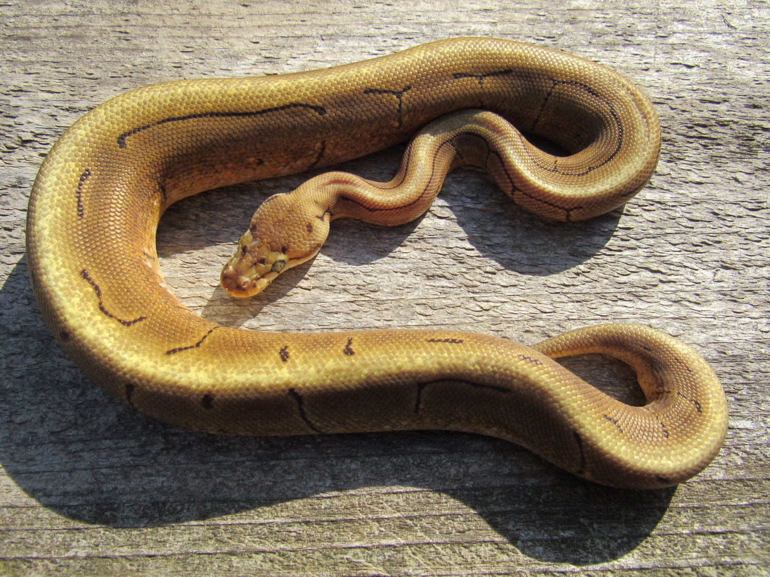 Spinner Ball Python by Paige's Pythons LLC - MorphMarket