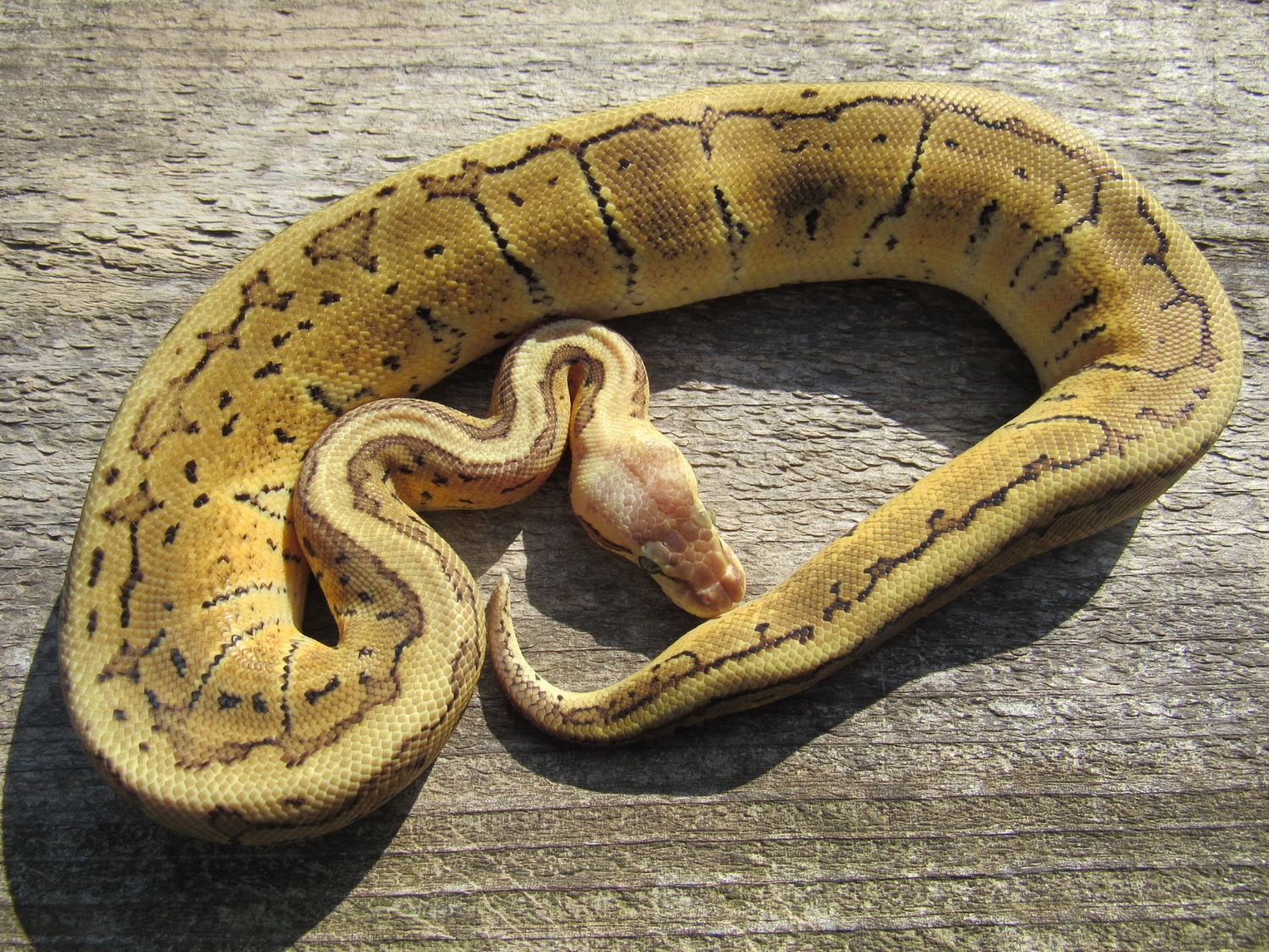 Lemon Blast Ball Python by Paige's Pythons LLC - MorphMarket