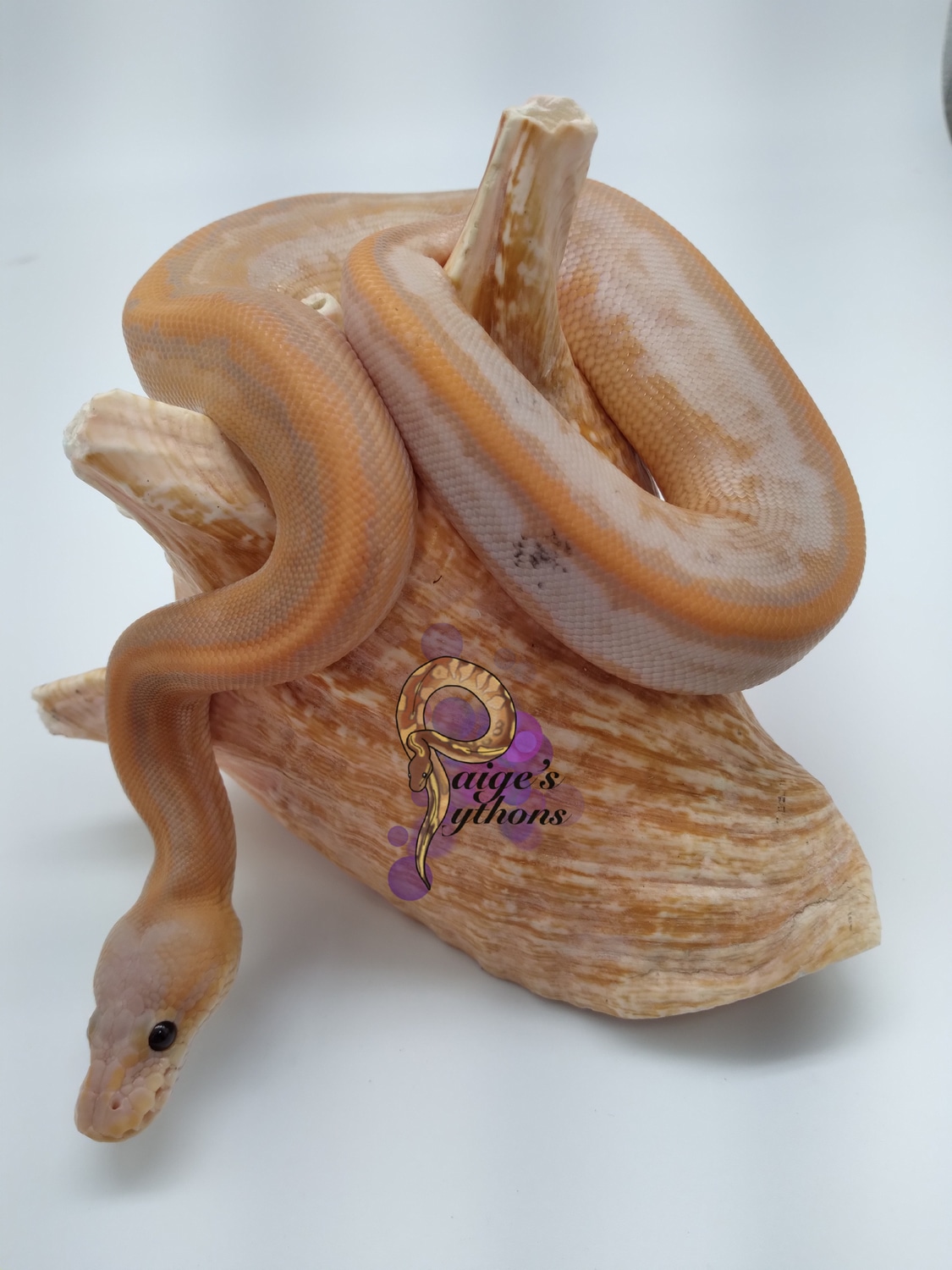 Banana Cinnamon Pinstripe Calico Yellow Belly Ball Python by Paige's