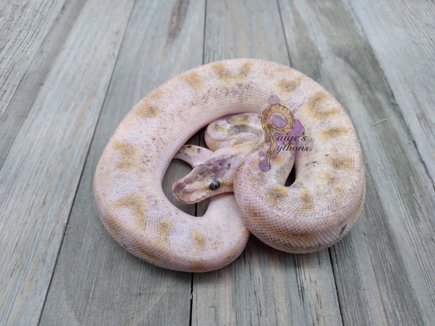 Champagne Pastel Ball Python by Paige's Pythons LLC - MorphMarket