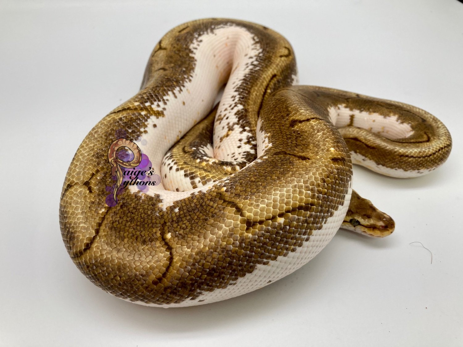 Spinner Calico Yellow Belly Ball Python by Paige's Pythons LLC ...