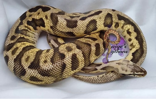 Leopard Firefly Breeder Ball Python by Paige's Pythons