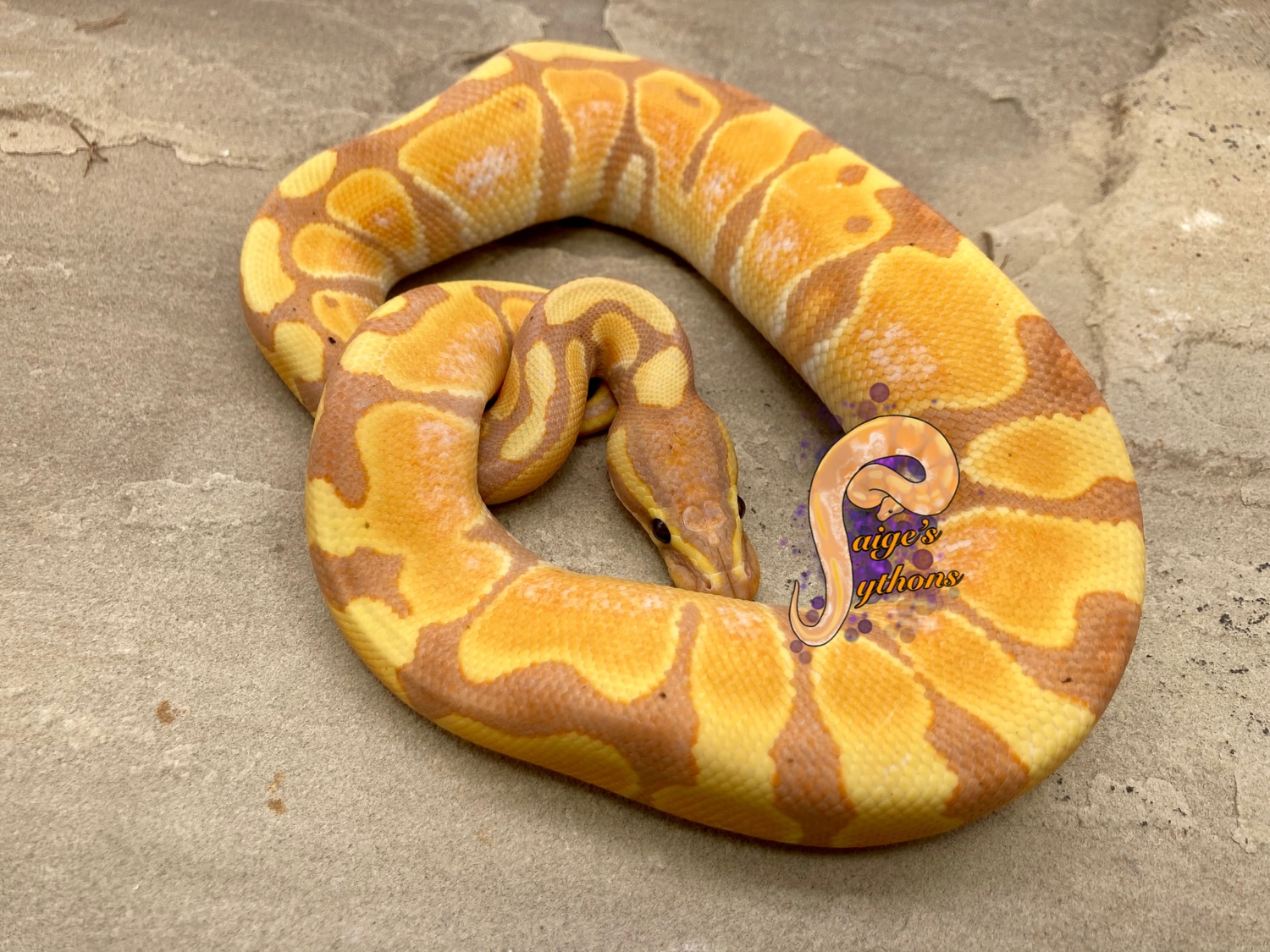 Banana Enchi Female Maker Ball Python by Paige's Pythons LLC MorphMarket
