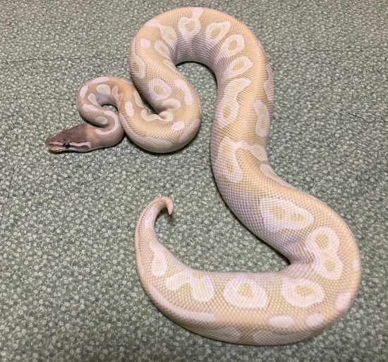Crystal Female Ball Python by Paige's Pythons