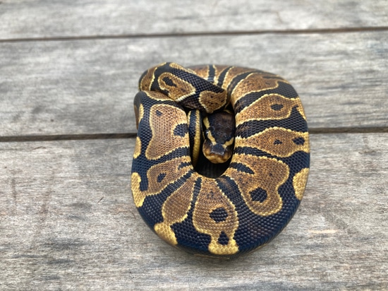 lesser poss yellow belly asphalt female ball python by... Asphalt/yellow Belly Ball Python by Paige's Pythons