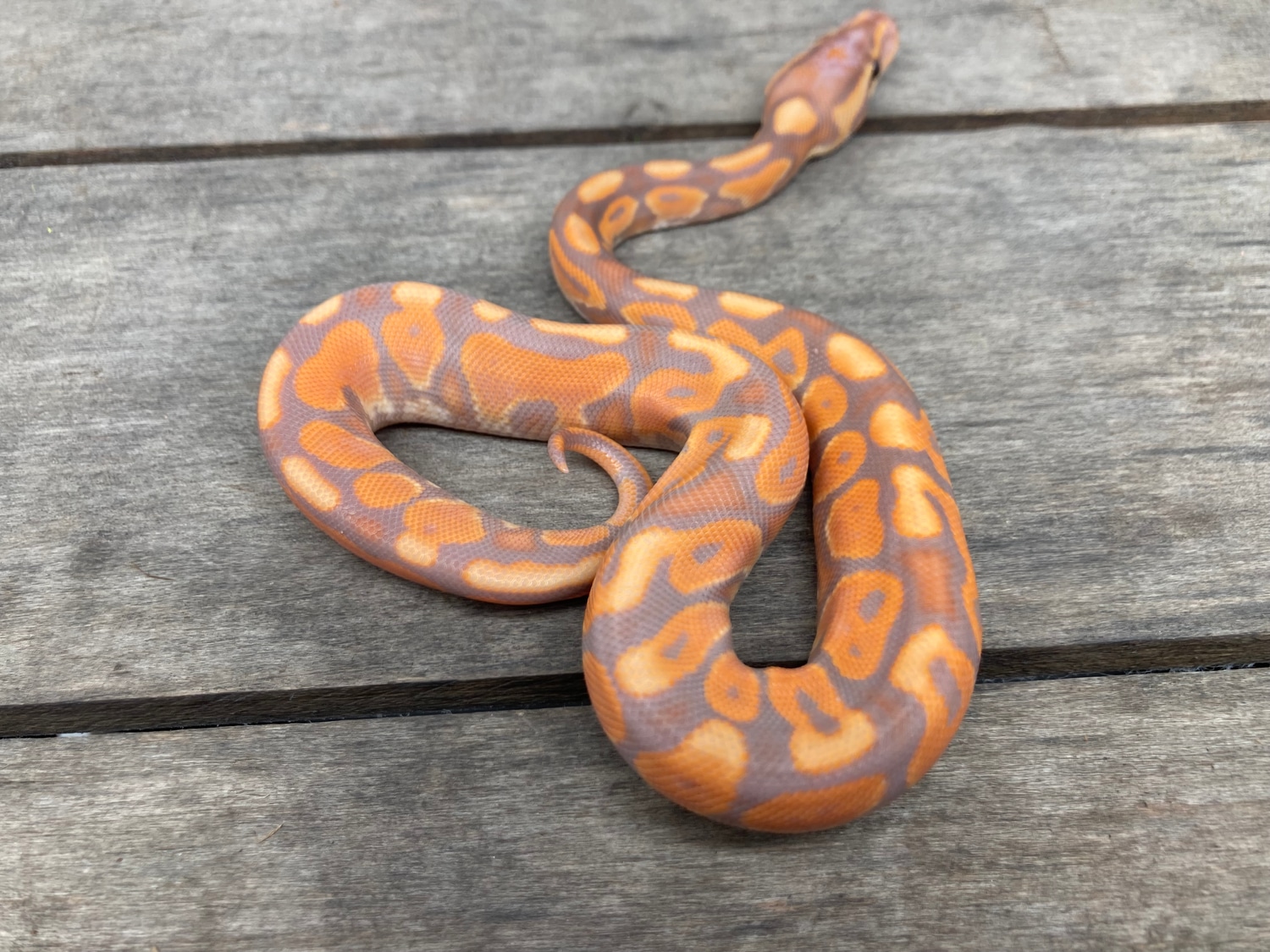 Banana Cinnamon Enchi Female Maker Ball Python by Paige's Pythons LLC